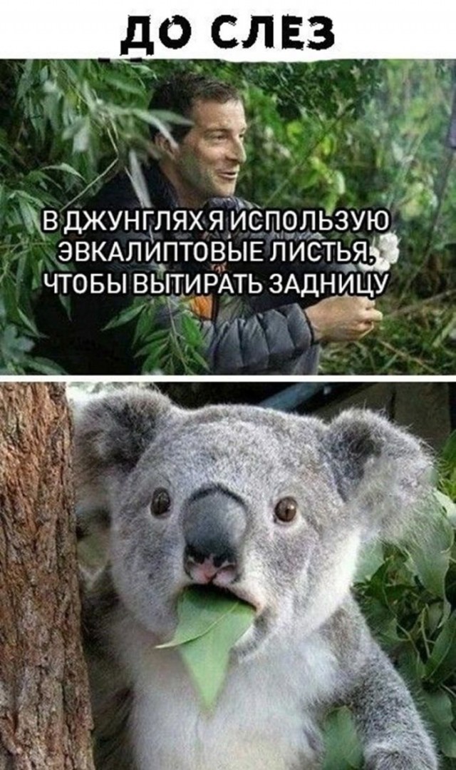 Картинки для деградации 127 (разной степени свежести)
