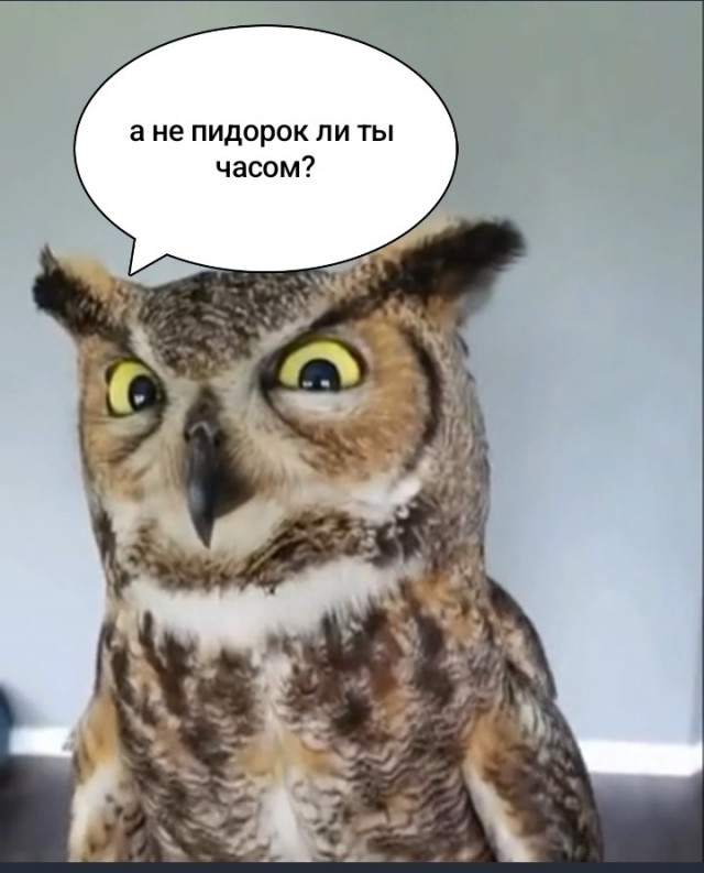 Подозрительная сова