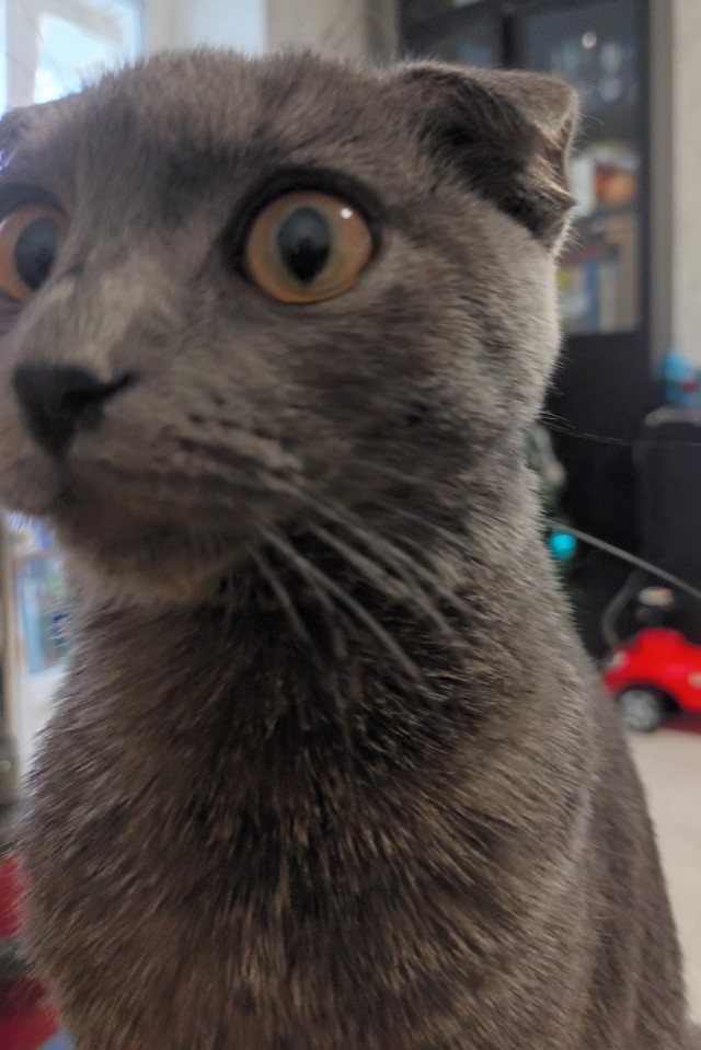 Котофторник жеж