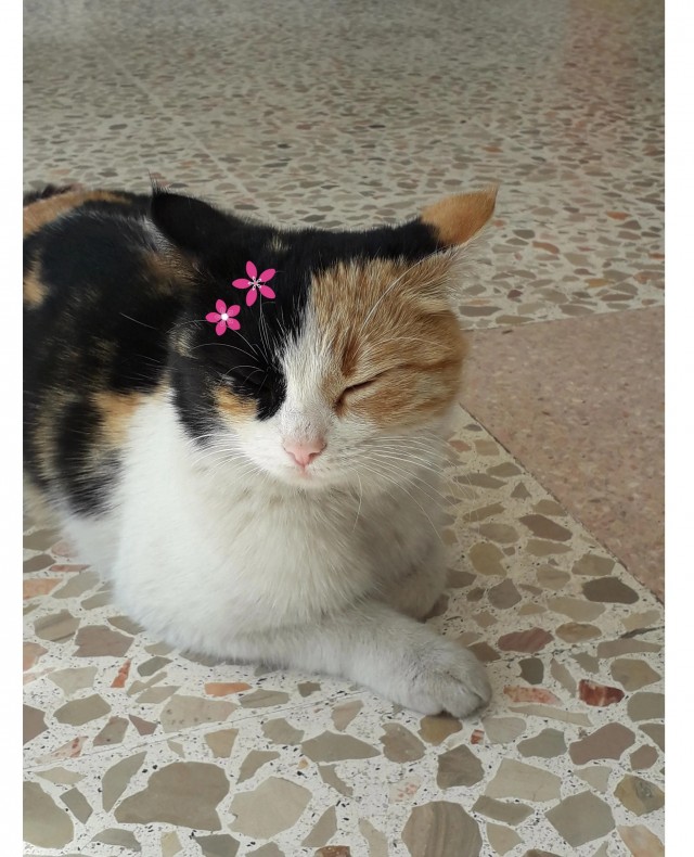 Рандомных фото котов тред