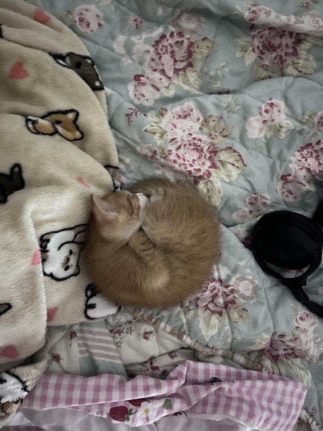 Маленький рыжий сплюшка (котовторник)