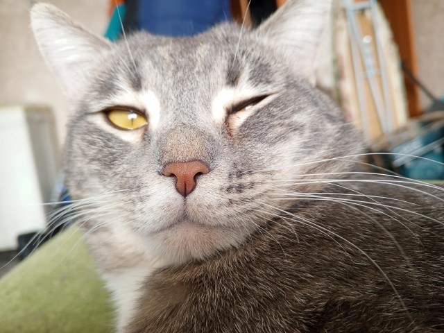 С котовторником!