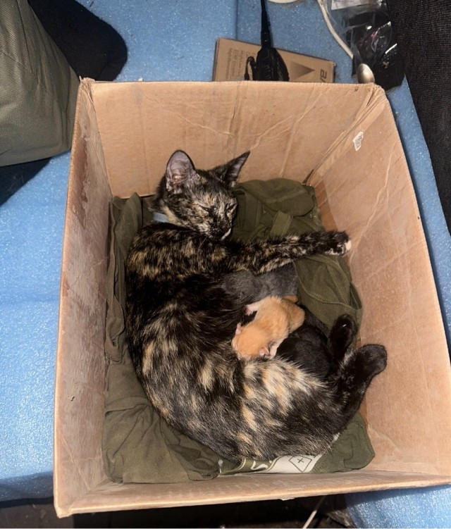 Кошка родила котят в танке .