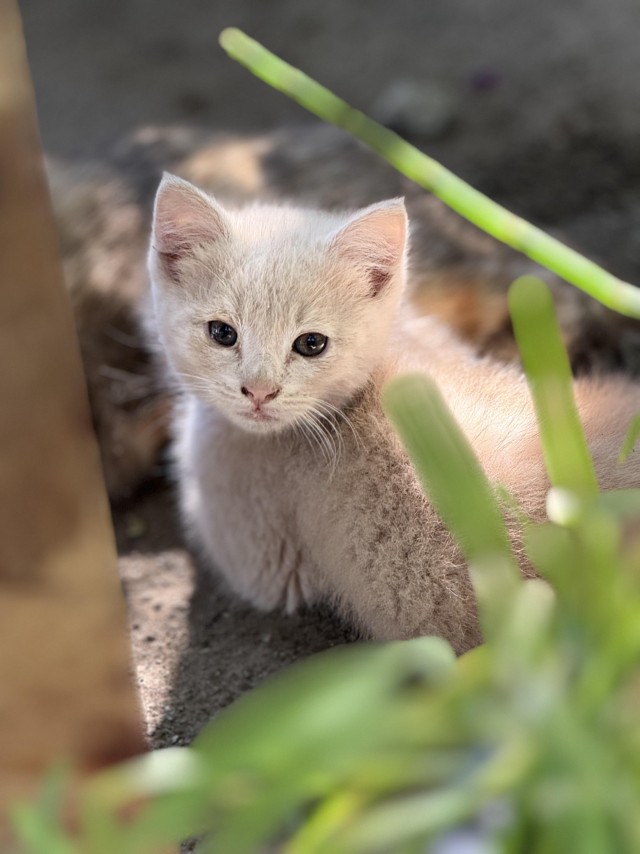 Котята
