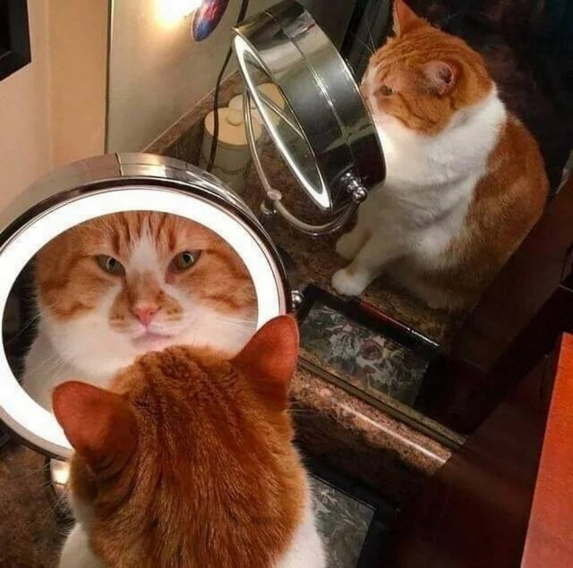 18 ржачных животных