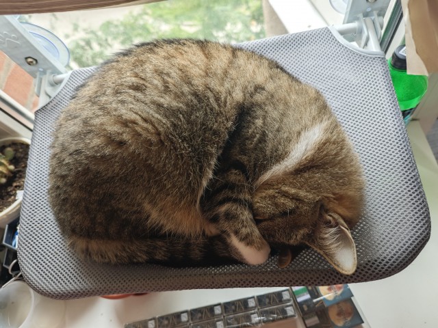 Мой котик