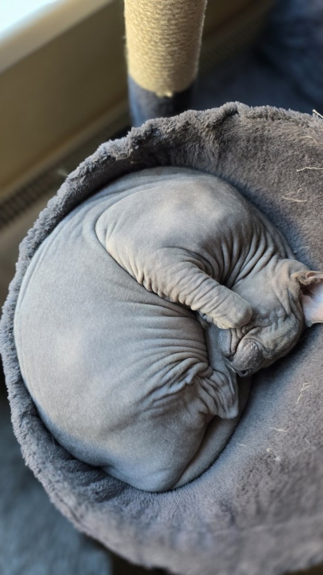 Не дают поспать коту
