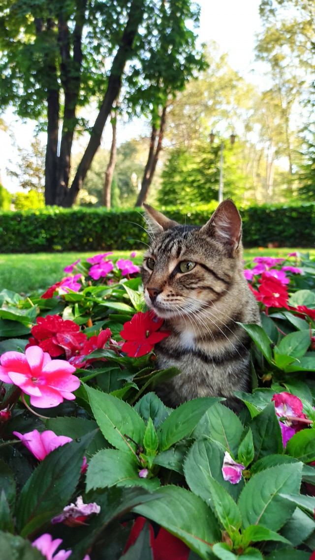 Немного стамбульских котов на котовторник, господа!