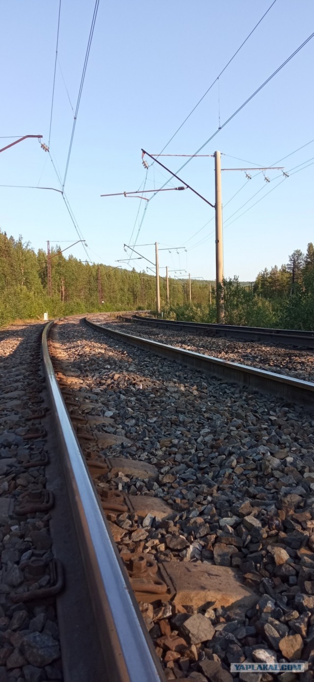 Кица. Мурманская