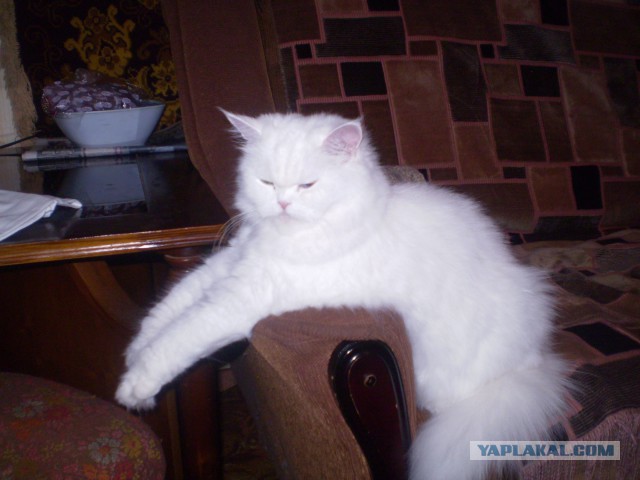 Котовторник 22.10.2013
