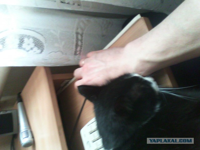 Котовторник  28.01.14