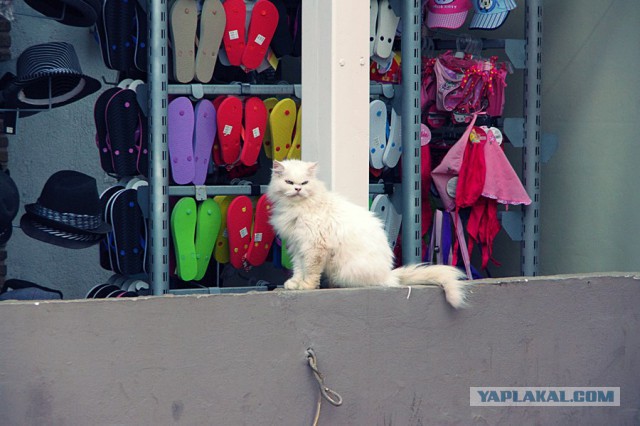Котовторник 01.04.2014