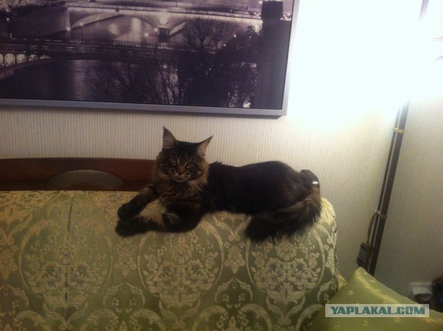 Котовторник 29.04.14.