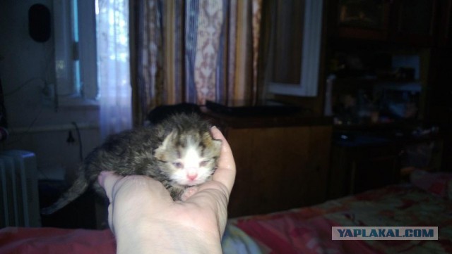 Зверьё моё!