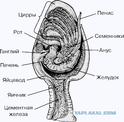 Лодку атаковало нечто!