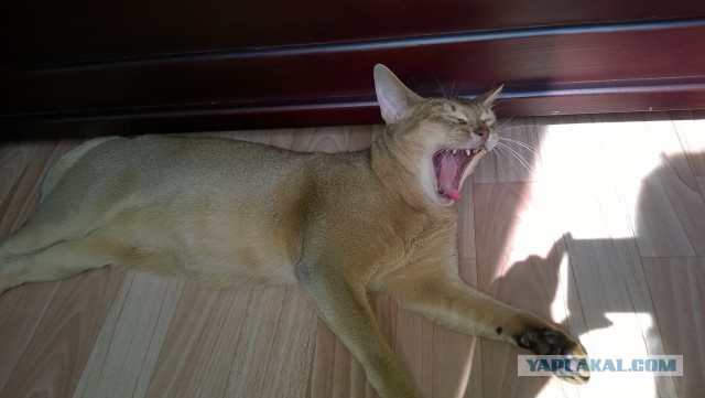 Котовторник 27.5.2014