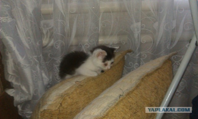 Кот - новый питомец