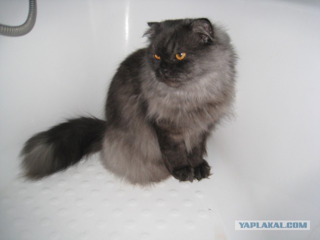 Котовторник 17.06.2014