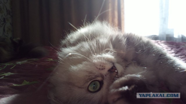 Котовторник 22.07.14
