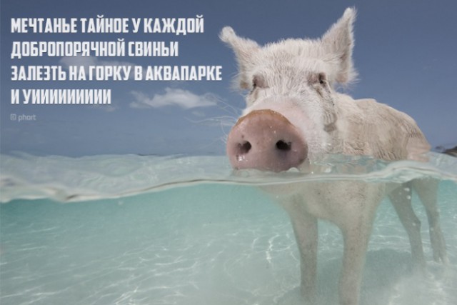 Веселые картинки