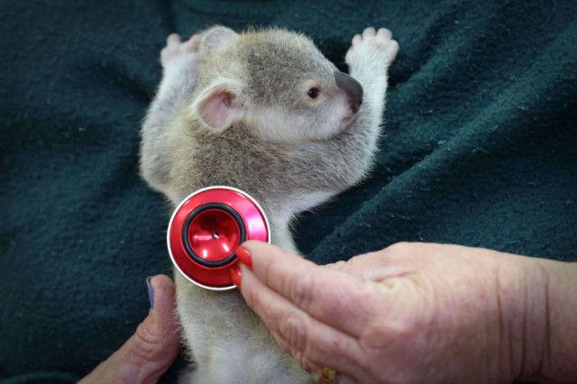 Осиротевший детеныш коалы