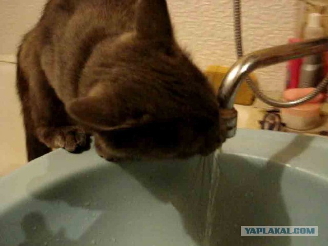 Я котика не убил!