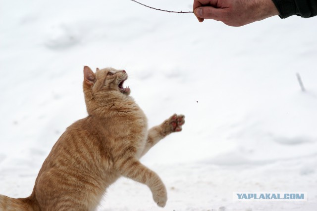Котовторник 06.01.2015