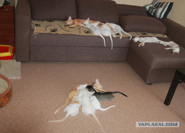 Котовторник