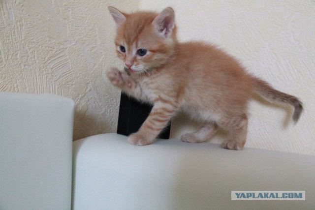 Котовторник