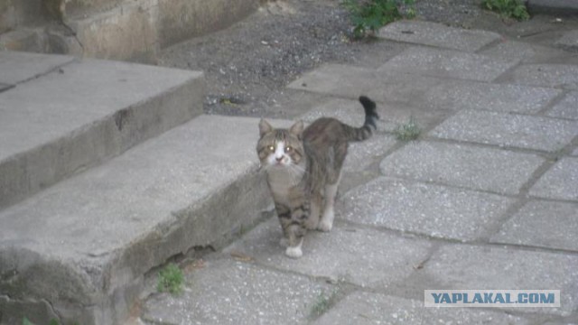 Котовторник 04.08.2015