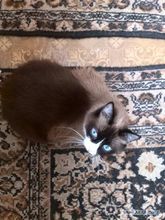 Котовторник 18.08.2015