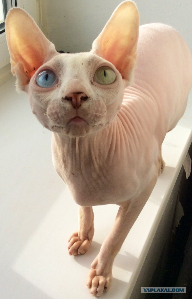 Котовторник 29-09-2015,