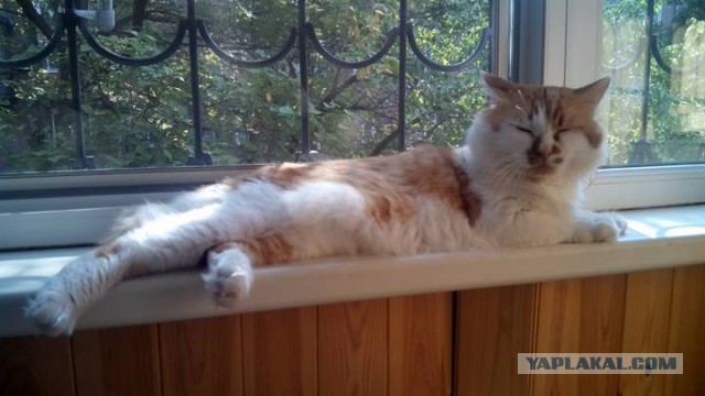 Котовторник 29-09-2015,