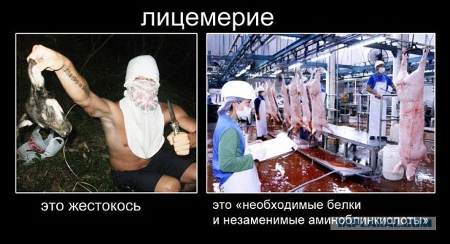 А обязательно всем говорить, что ты веган?