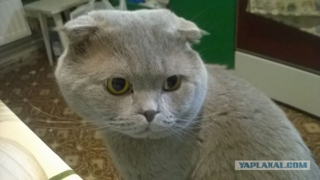 Котовторник  10.11.2015