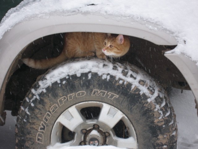 Котовторник 19.01.2016