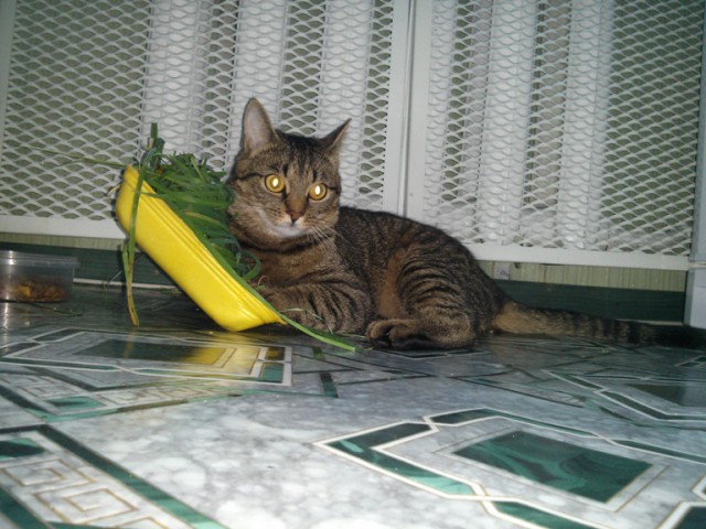 Подборка животных, которых застали за трапезой