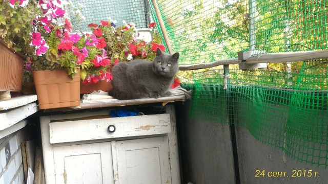 Котовторник