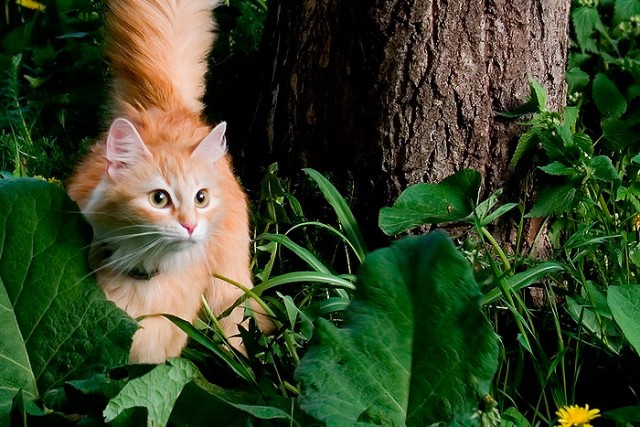 КошкоЛето!