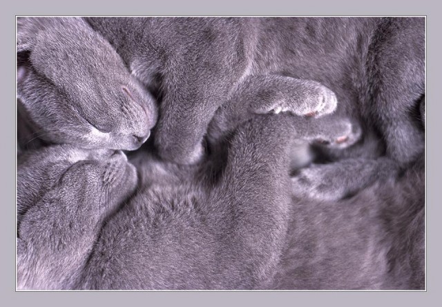 Котосреда!
