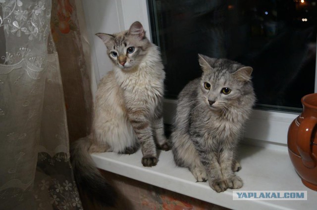 Когда два кота