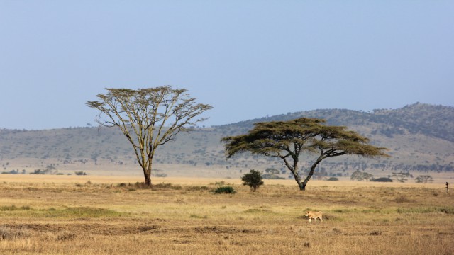 Пора вари... валить бетон! "Альты", шах и мат!