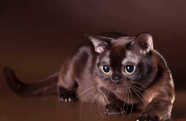 Коты из сети