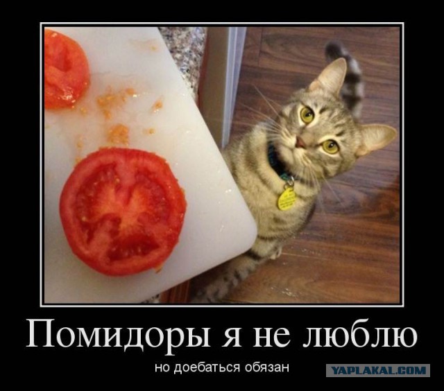 Человек! А ну, дай мне эту вкусняху