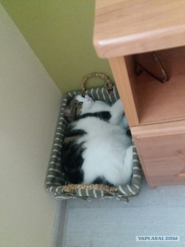 15 домиков для кошек и собак, которые заставят улыбнуться