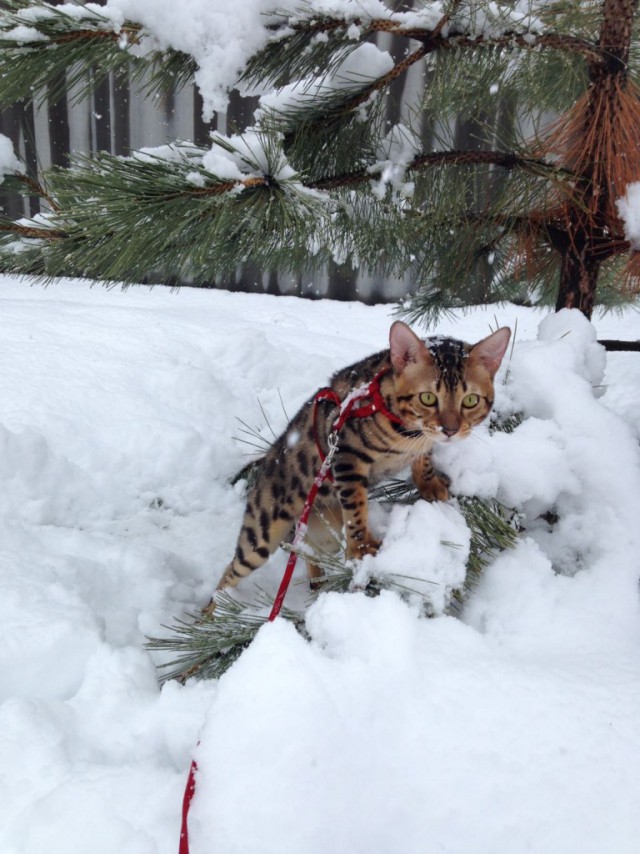 Коты и Кошки