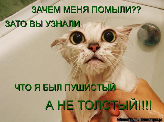 Кот говорит: "Я, бык! Я, мужик!"