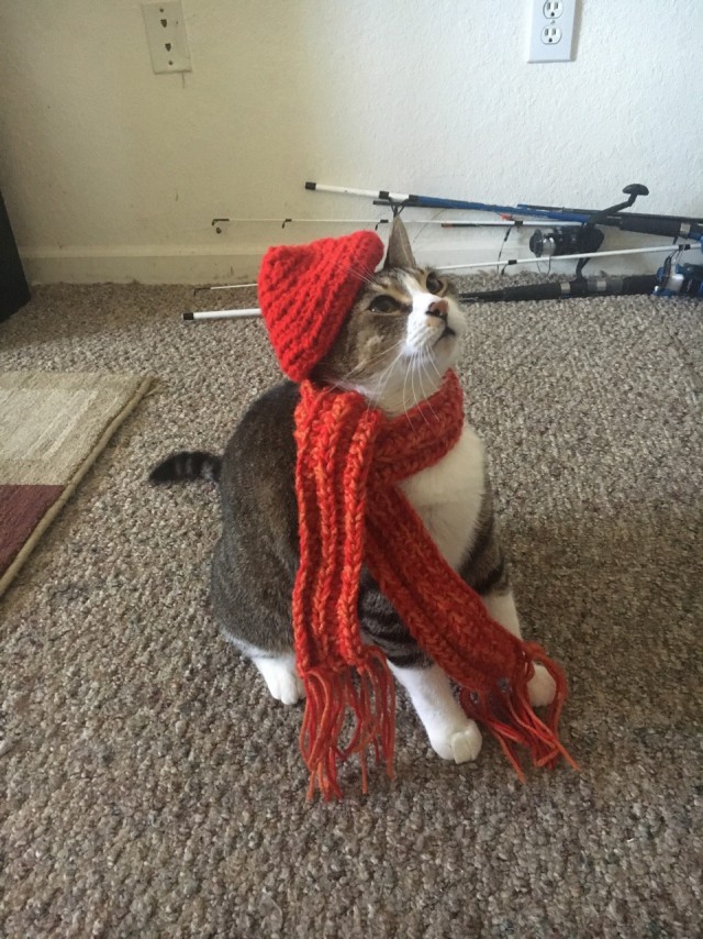 Котовторник 19.09.2017