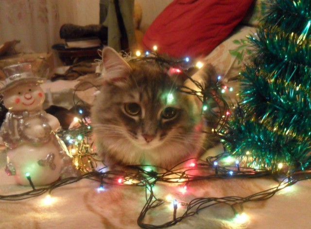 Коты и Кошки