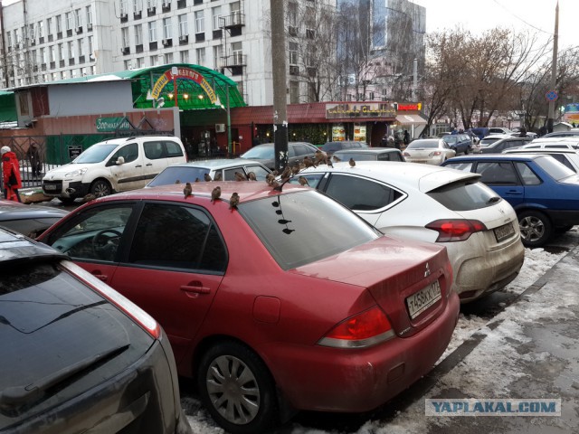 Тупик эволюции